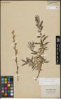 Foto von Salix repens L. x Salix viminalis L.